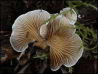 Crepidotus lundellii