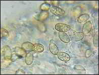 Crepidotus lundellii