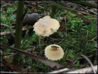 Cystoderma amianthinum