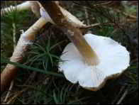 Cystoderma amianthinum