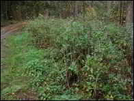 Cystodermella adnatifolia