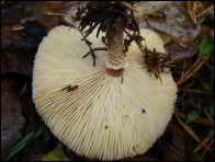 Cystodermella adnatifolia