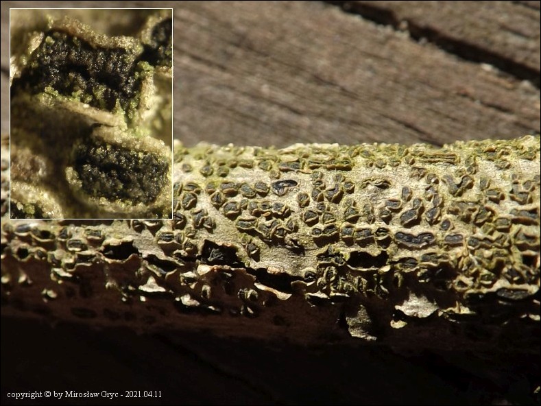 Dothiora sphaeroides