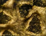 Dothiora sphaeroides