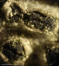 Dothiora sphaeroides