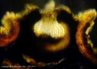 Dothiora sphaeroides