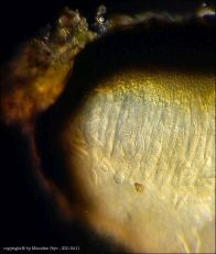 Dothiora sphaeroides