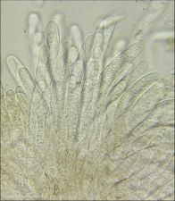 Dothiora sphaeroides