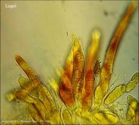 Dothiora sphaeroides