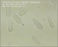 Dothiora sphaeroides