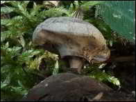 Geastrum striatum