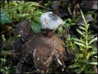Geastrum striatum