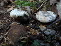 Geastrum striatum
