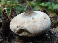 Geastrum striatum
