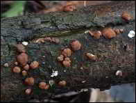 Hypocrea minutispora