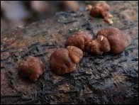 Hypocrea minutispora