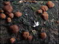 Hypocrea minutispora