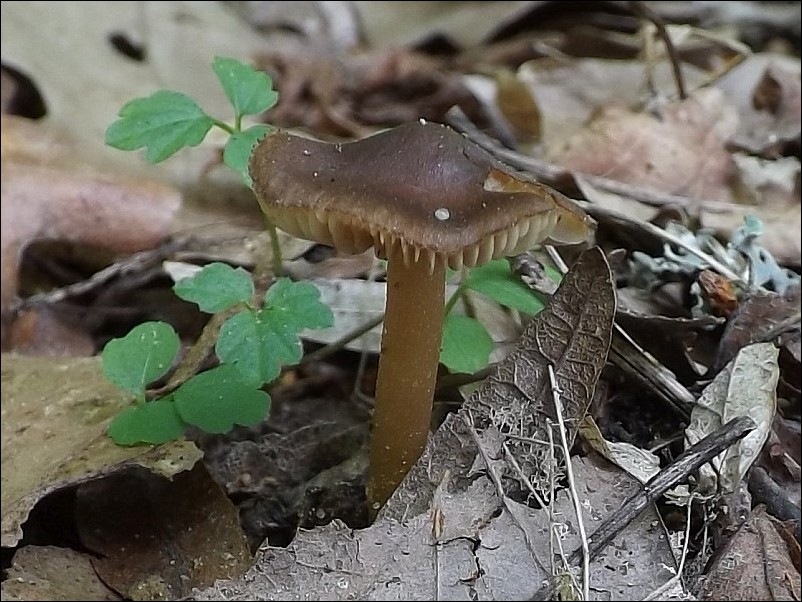 Inocybe asterospora