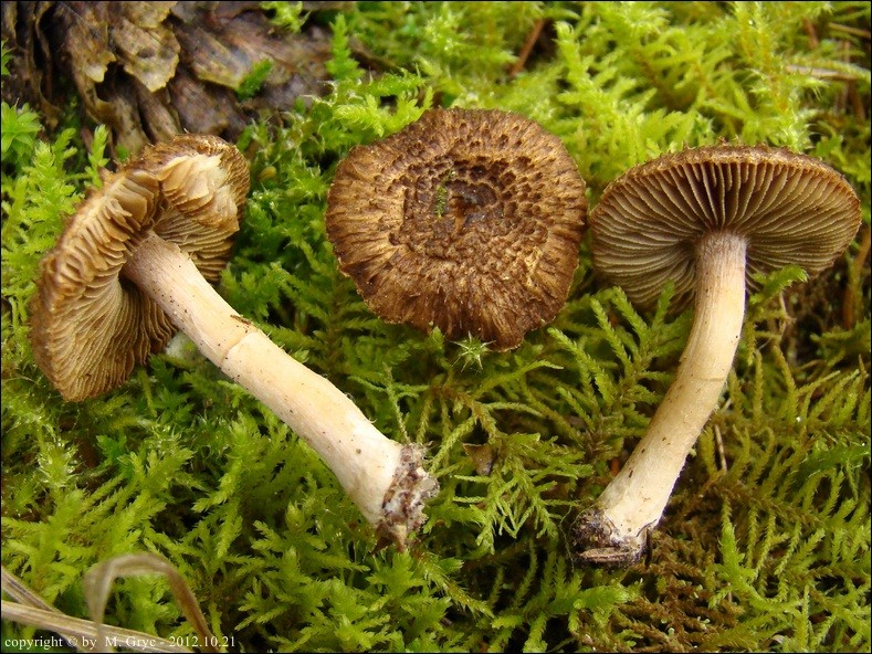 Inocybe cincinnata