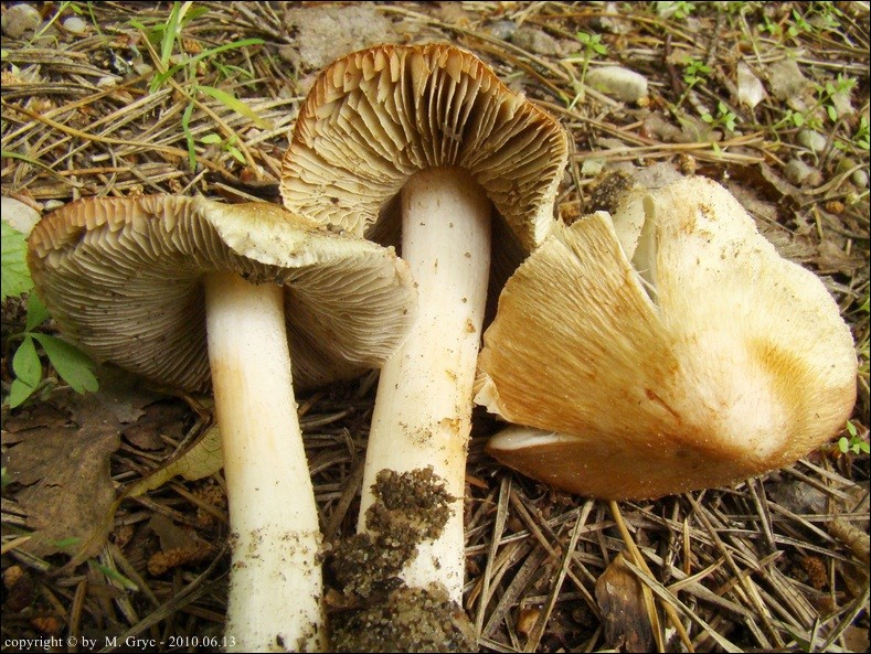 Inocybe erubescens