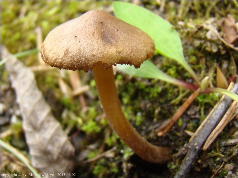 Inocybe leiocephala