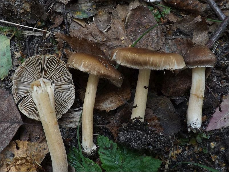 Inocybe splendens