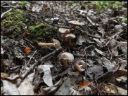 Inocybe albomarginata