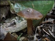 Inocybe asterospora