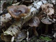 Inocybe asterospora