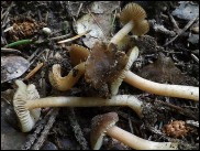 Inocybe asterospora