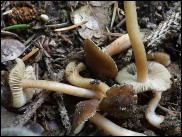 Inocybe asterospora
