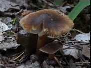 Inocybe calida