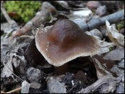 Inocybe calida
