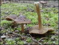 Inocybe calida