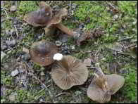 Inocybe calida