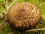 Inocybe cincinnata