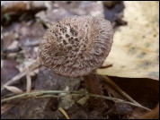 Inocybe cincinnata