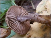 Inocybe cincinnata