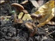 Inocybe cincinnata