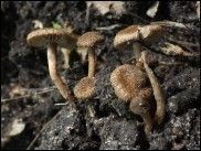 Inocybe cincinnata
