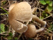 Inocybe curvipes