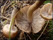 Inocybe curvipes