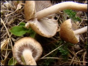 Inocybe curvipes