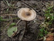 Inocybe curvipes