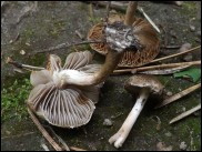 Inocybe curvipes