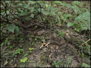 Inocybe erinaceomorpha