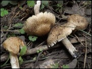 Inocybe erinaceomorpha