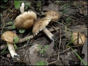 Inocybe erinaceomorpha