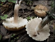 Inocybe erinaceomorpha