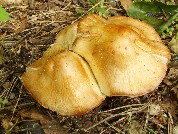 Inocybe erubescens